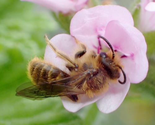 Andrena sp.